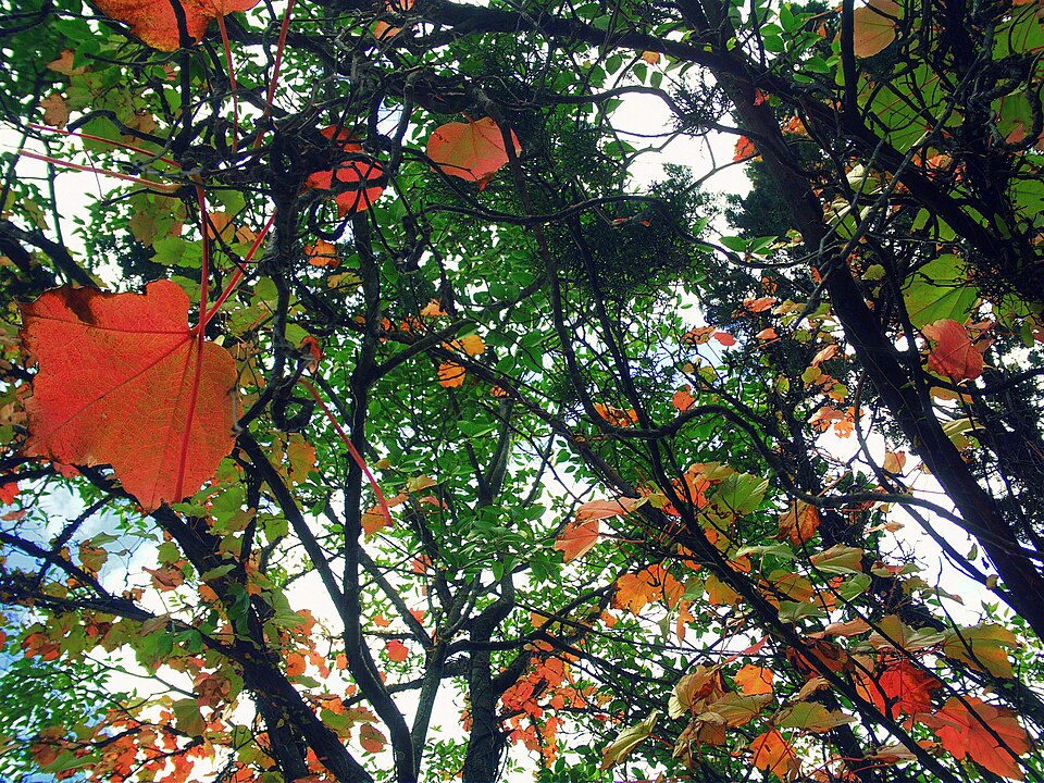 Arboretum Lussich
