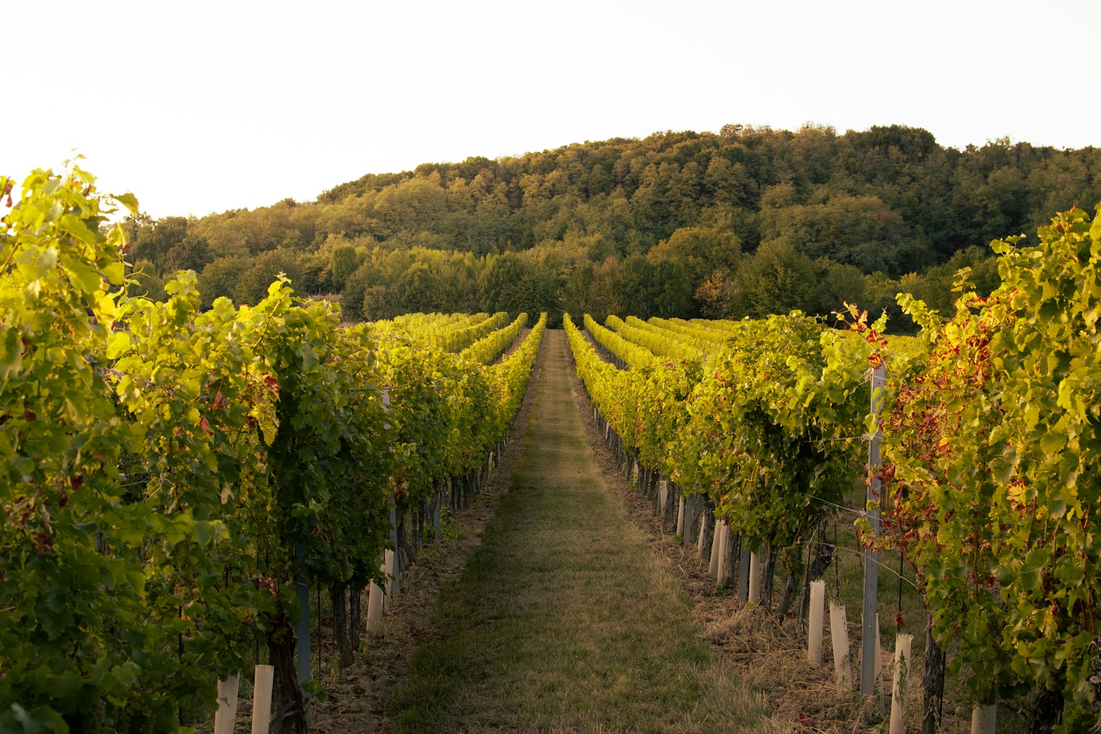 Bodega Garzón
